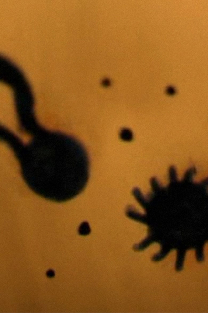 Bark You Mongrel, Raise Hell My Pearl i gruppen Alla filmer / Animation hos Mohamad shop (546812)