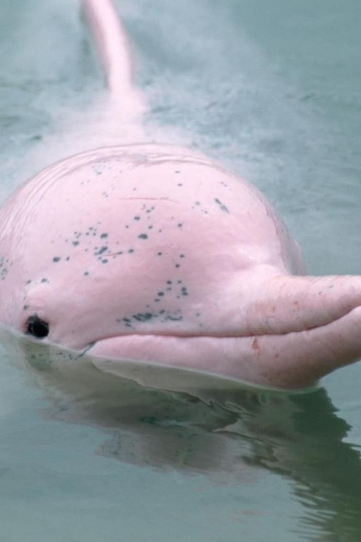 Rosa Flussdelfine in Gefahr! i gruppen Alla filmer / Documentary hos Mohamad shop (547083)