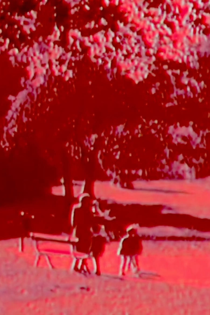 Branches i gruppen Alla filmer / Documentary hos Mohamad shop (551598)