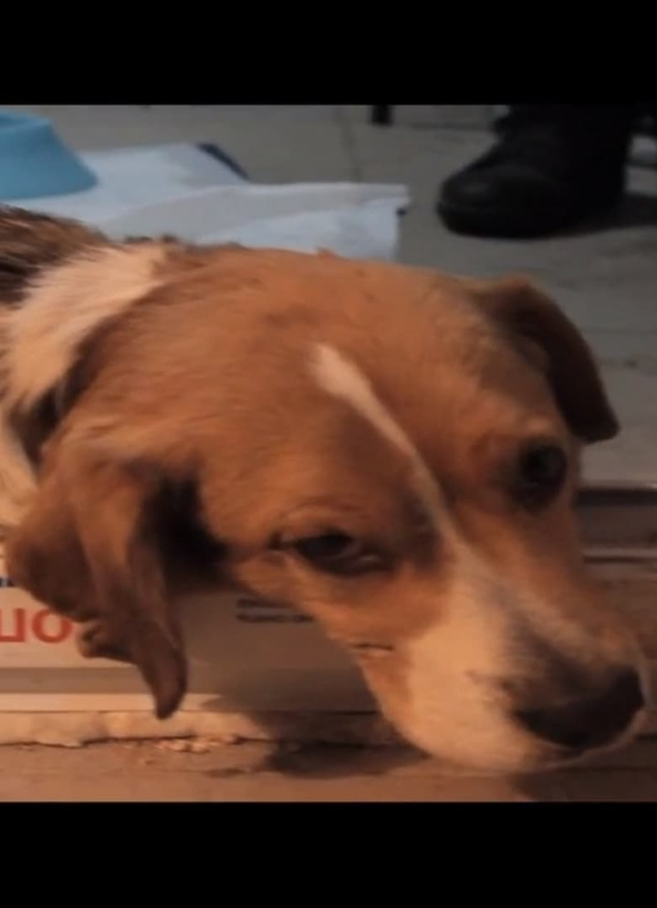 Diagnosis i gruppen Alla filmer hos Mohamad shop (552392)