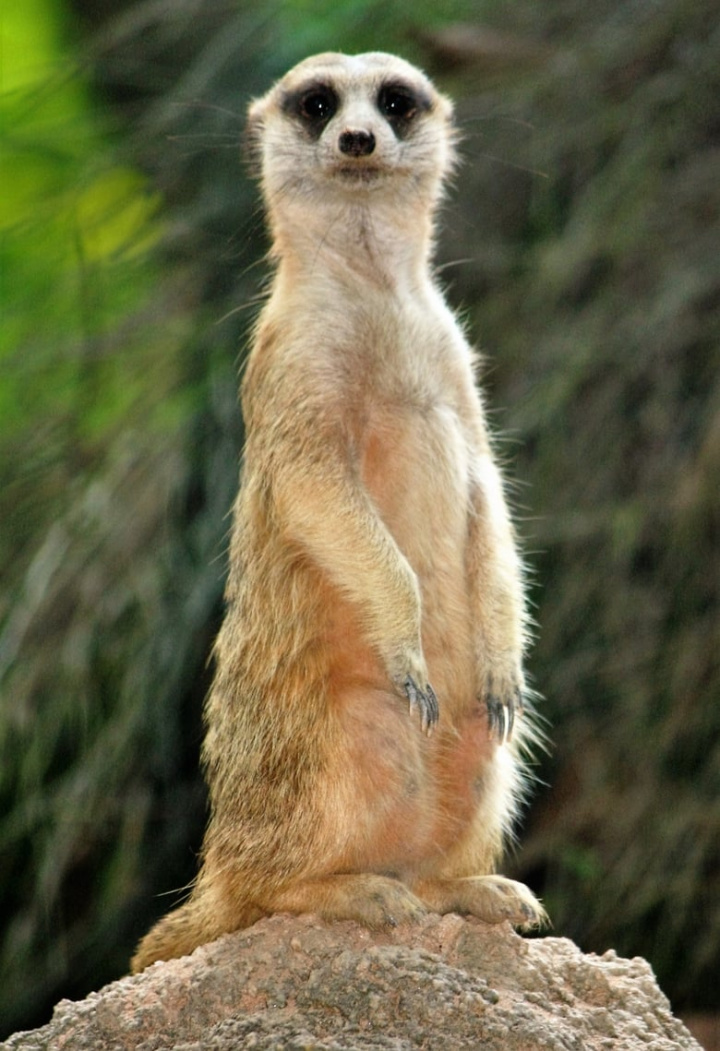 Abenteuer Namibia - Wo die Wüste lebt i gruppen Alla filmer / Documentary hos Mohamad shop (552598)