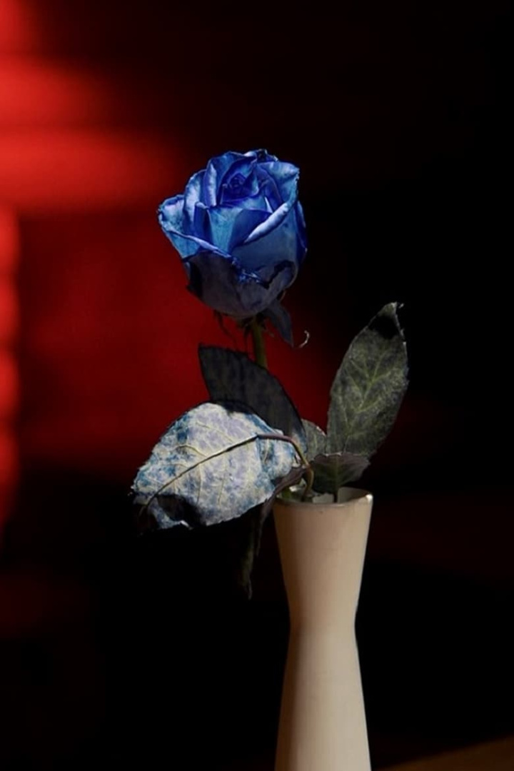 Between Two Worlds i gruppen Alla filmer / Documentary hos Mohamad shop (554654)