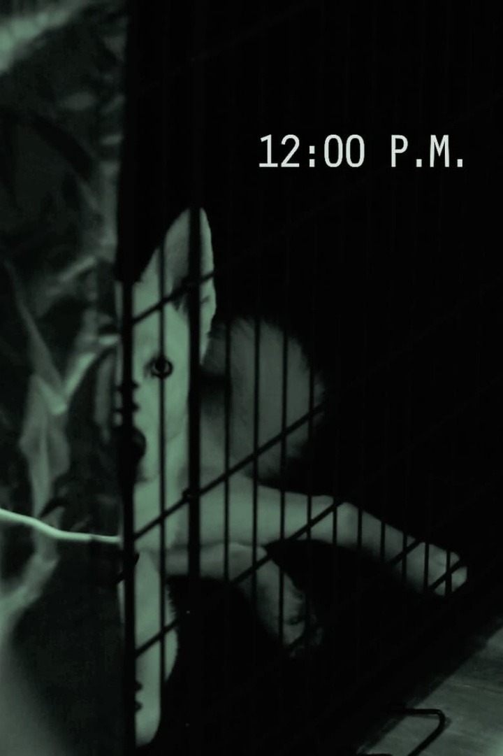 12:00 PM i gruppen Alla filmer hos Mohamad shop (562460)