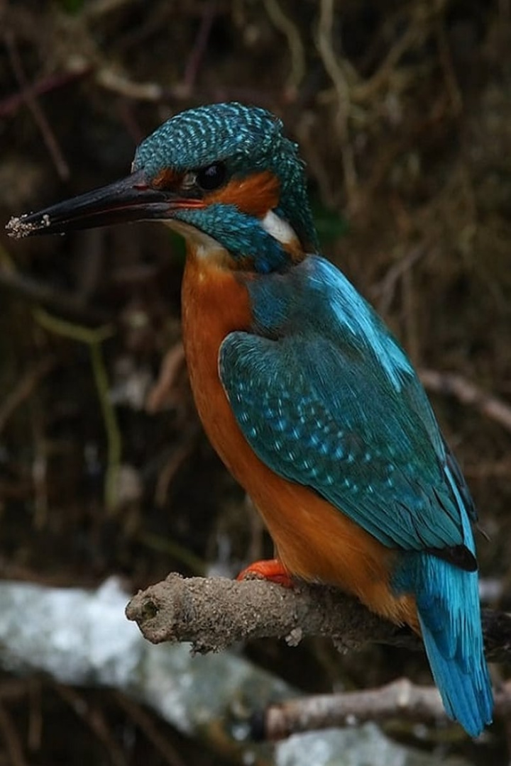La Rivière i gruppen Alla filmer / Documentary hos Mohamad shop (564885)