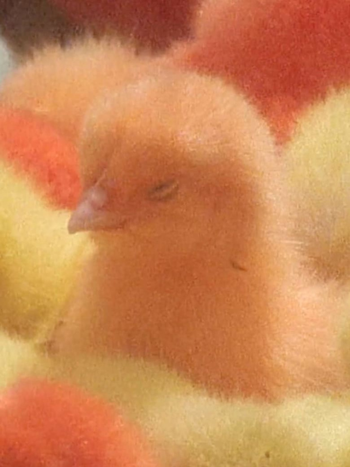 Ether Reveries (Suite for Thérèse Rivière no.2) i gruppen Alla filmer / Documentary hos Mohamad shop (569068)