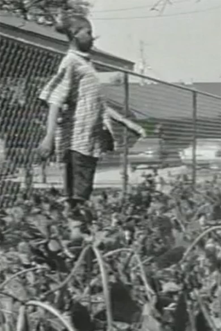 Imported i gruppen Alla filmer / Documentary hos Mohamad shop (569856)