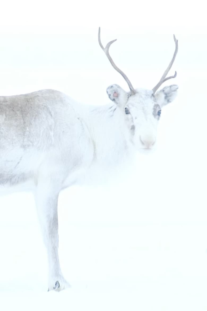 Spirit of the Reindeer i gruppen Alla filmer hos Mohamad shop (575114)