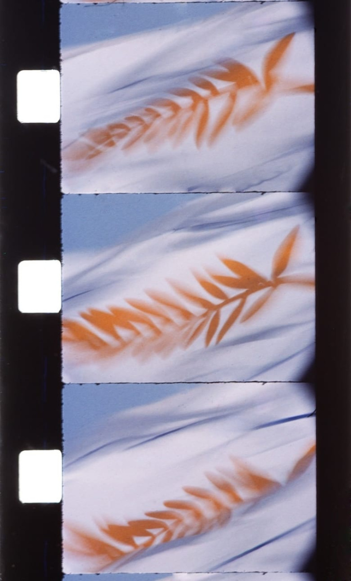 Citron pressé au Blue Bar i gruppen Alla filmer / Documentary hos Mohamad shop (575204)