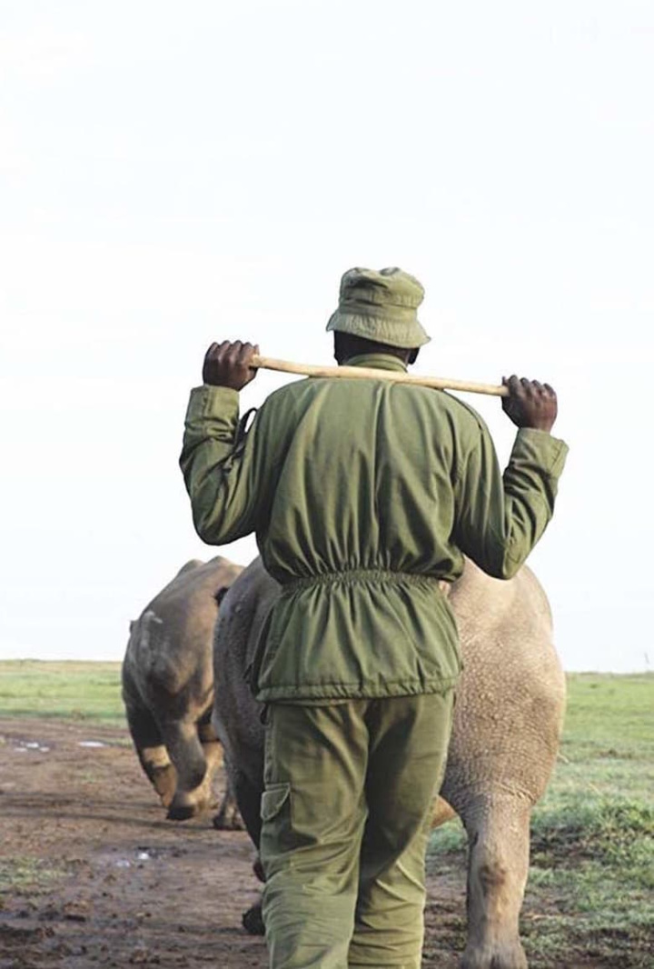 Kifaru i gruppen Alla filmer / Documentary hos Mohamad shop (578511)