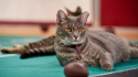 Hallmark Channel\'s 1st Annual Cat Bowl