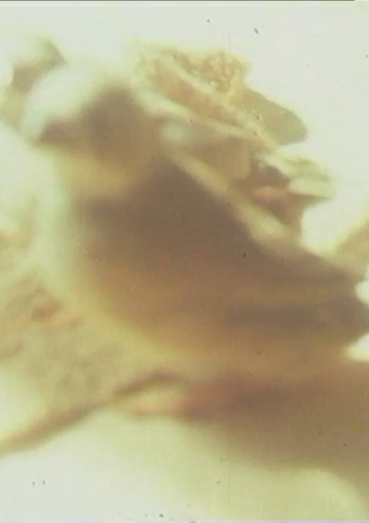 Ich hasse, ich liebe Film i gruppen Alla filmer / Comedy hos Mohamad shop (580471)