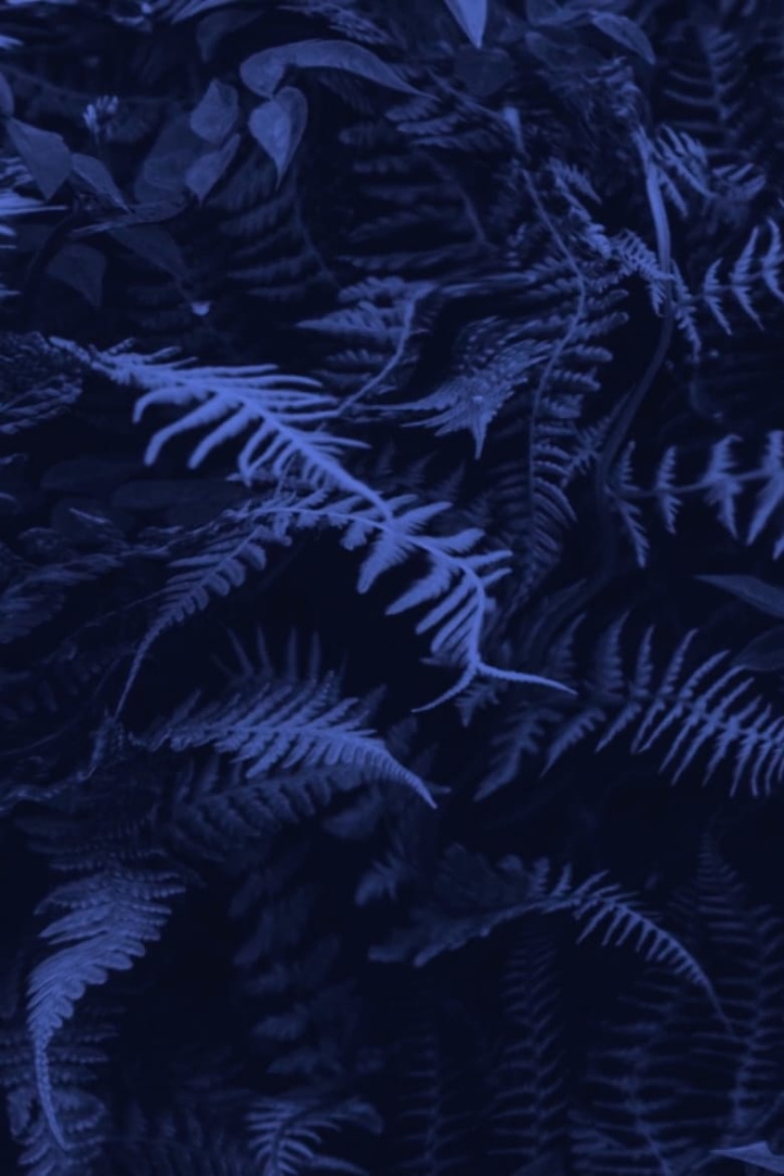 Elastic Jungle i gruppen Alla filmer / Documentary hos Mohamad shop (584013)