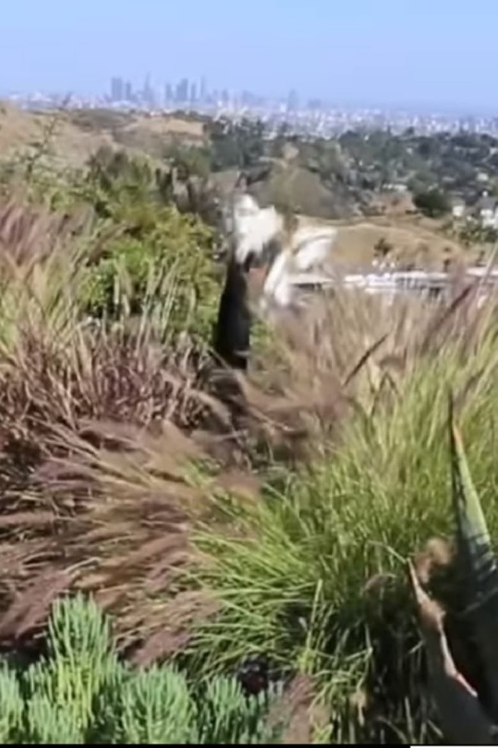 Shitshow i gruppen Alla filmer / Music hos Mohamad shop (585339)