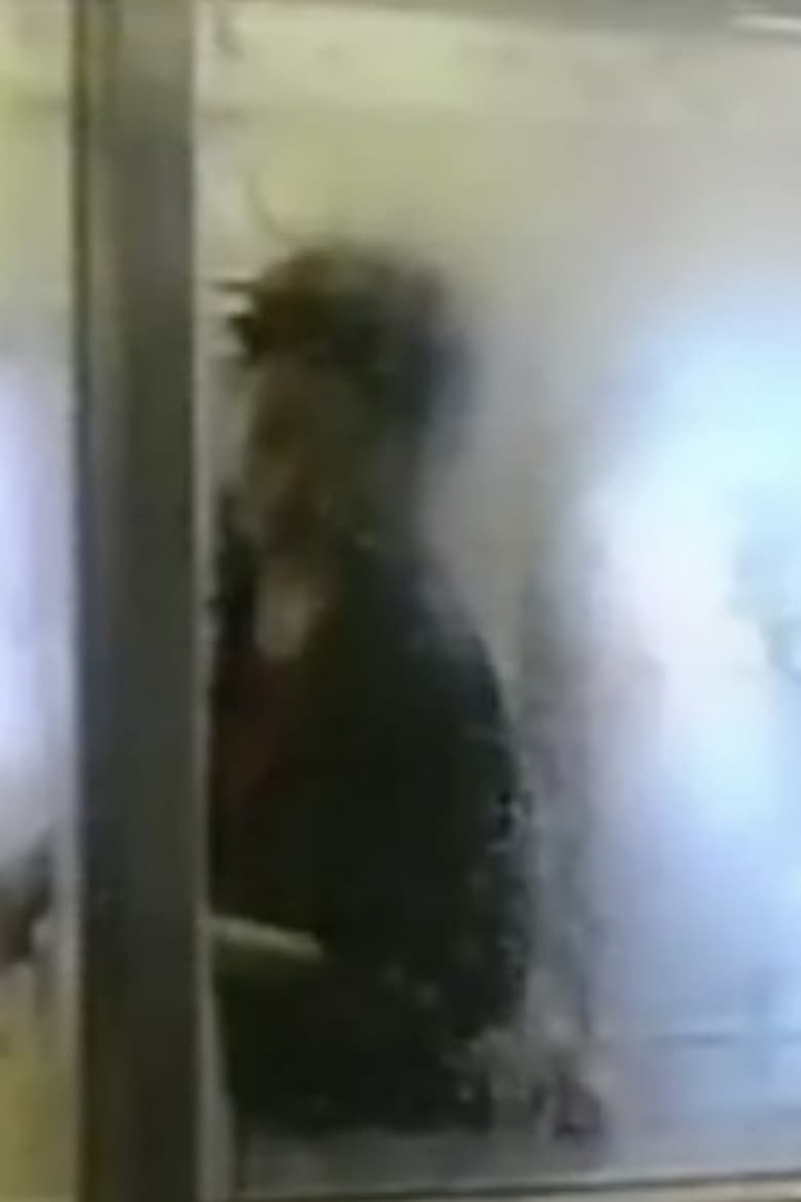 Go-raku-en i gruppen Alla filmer / Documentary hos Mohamad shop (586012)