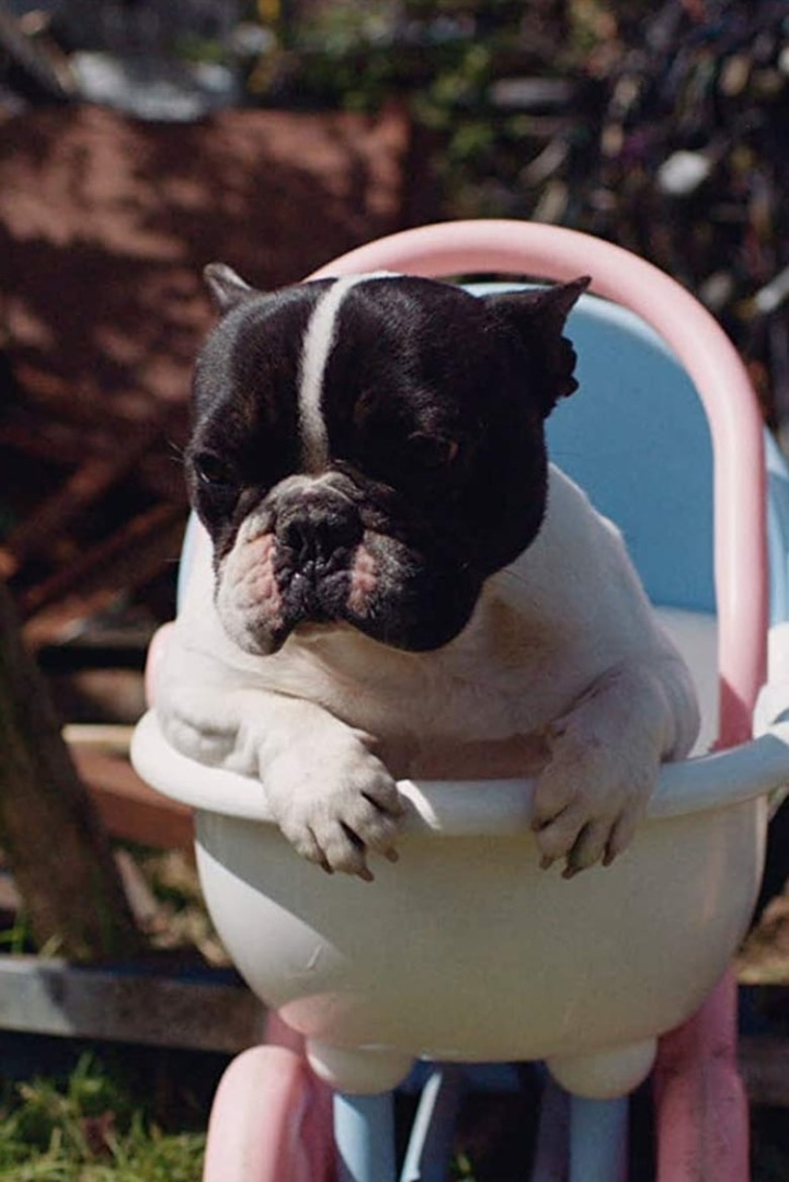 Tomatic i gruppen Alla filmer / Drama hos Mohamad shop (586897)