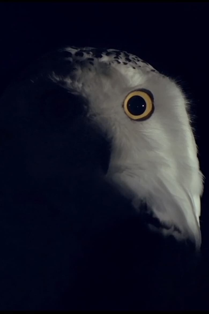 Still Life i gruppen Alla filmer / Documentary hos Mohamad shop (588716)