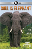 Soul of the elephant