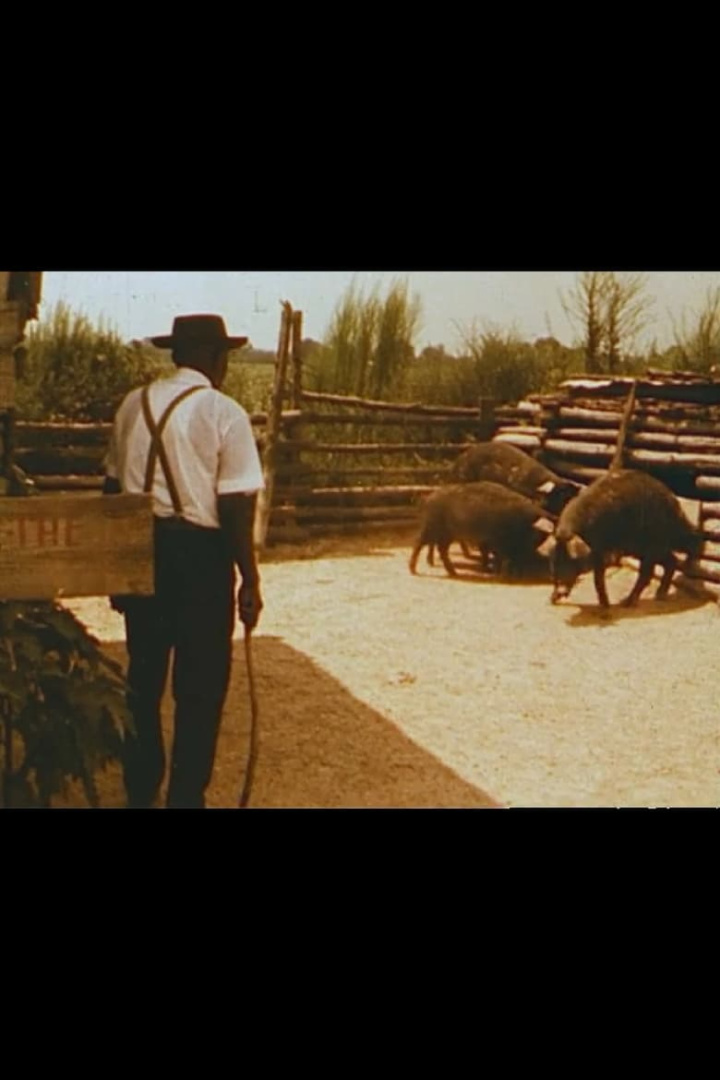 Hush Hoggies Hush: Tom Johnson\'s Praying Pigs i gruppen Alla filmer / Documentary hos Mohamad shop (592213)