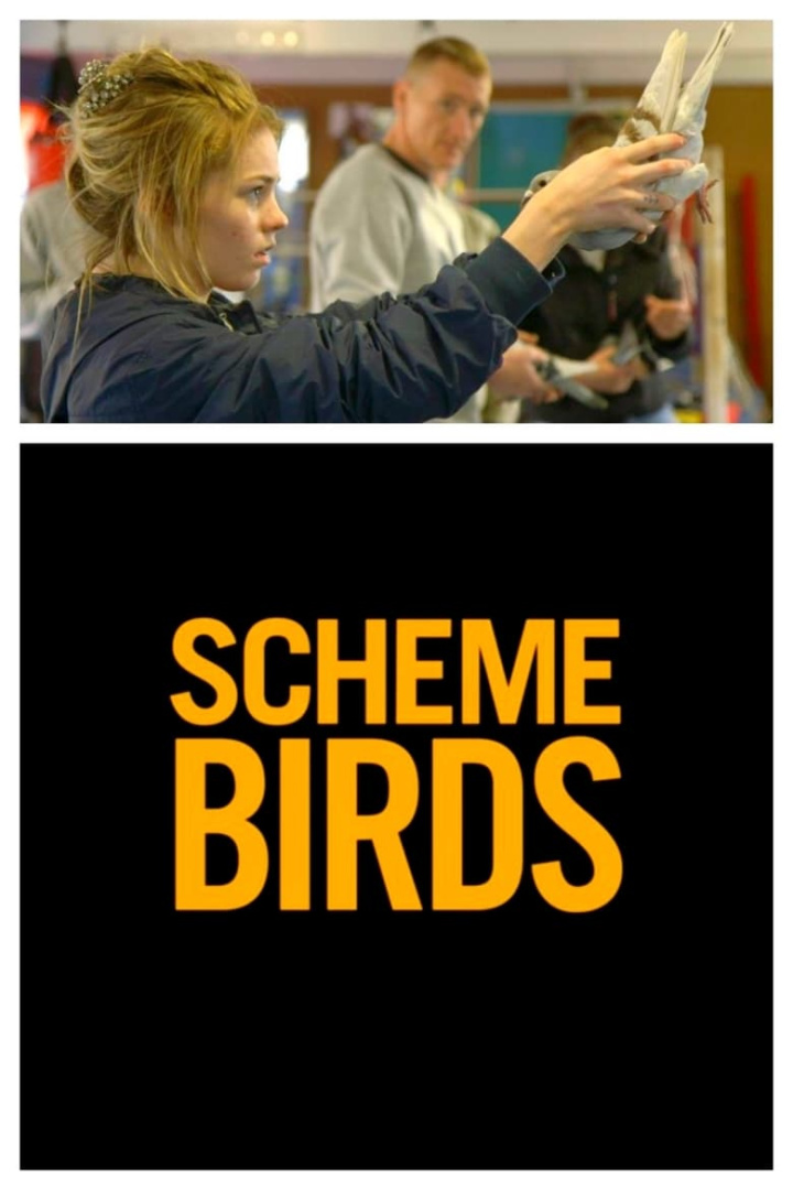 Scheme Birds i gruppen Alla filmer hos Mohamad shop (597616)