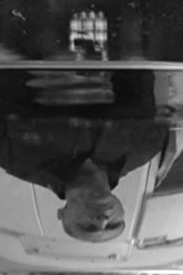 The Fish and I i gruppen Alla filmer / Drama hos Mohamad shop (598927)