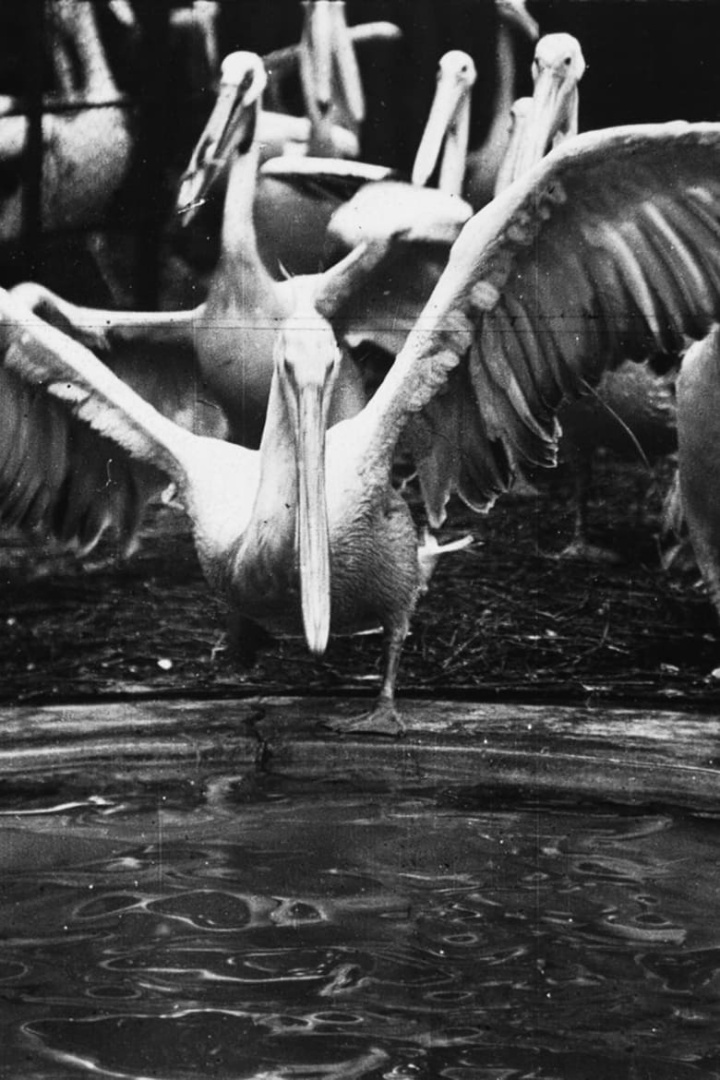 Pelicans at the Zoo i gruppen Alla filmer / Documentary hos Mohamad shop (601908)