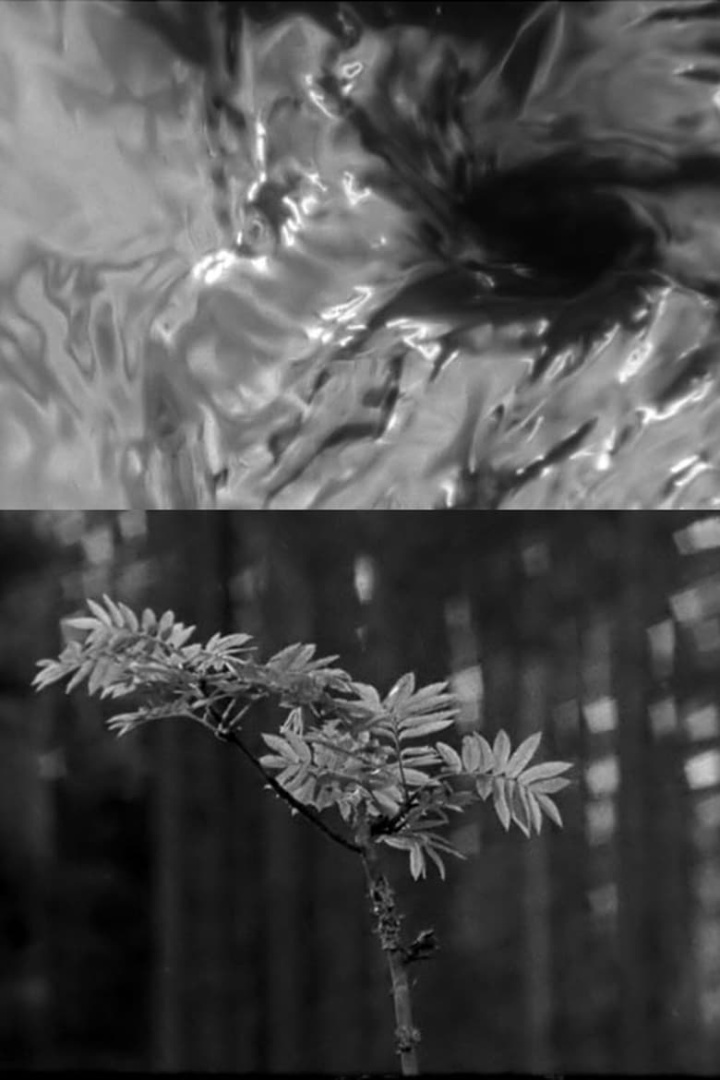 The Rainbow i gruppen Alla filmer hos Mohamad shop (603936)