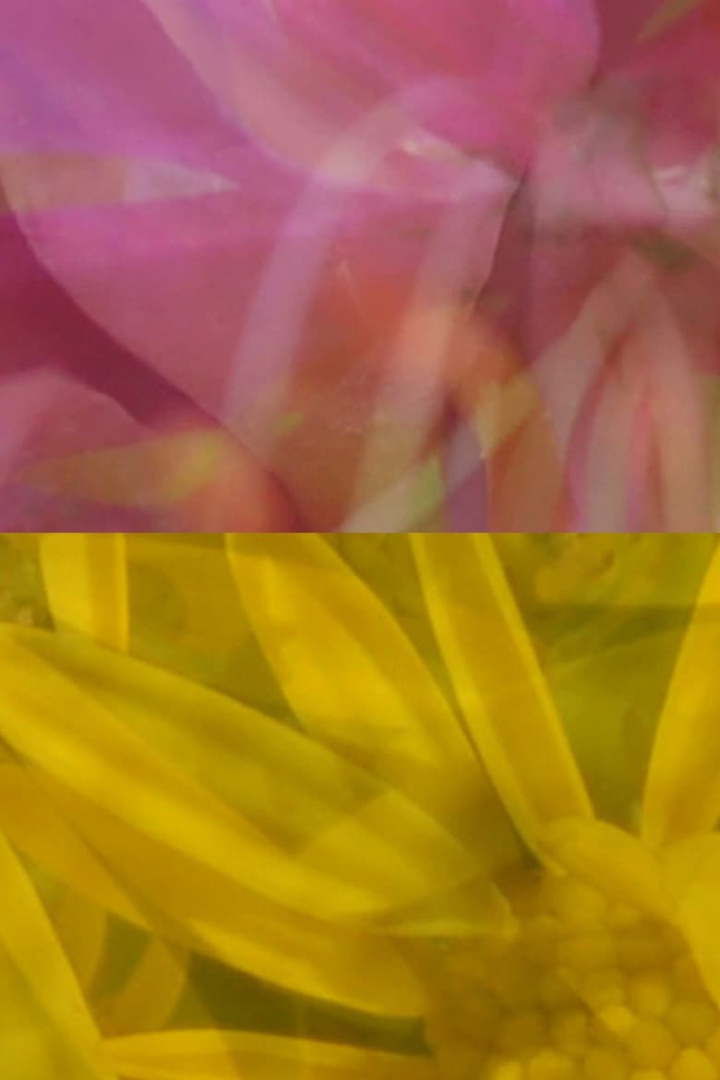 Mutus Floris i gruppen Alla filmer hos Mohamad shop (604328)