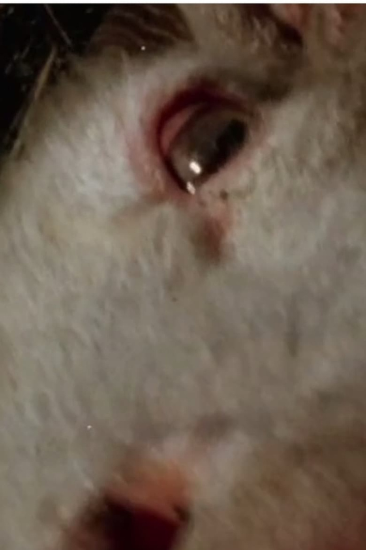 White Cassandra i gruppen Alla filmer / Documentary hos Mohamad shop (606376)