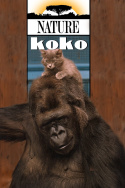 A Conversation with Koko the Gorilla