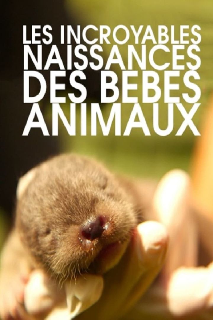 Les incroyables naissances des bébés animaux i gruppen Alla filmer / Documentary hos Mohamad shop (607562)
