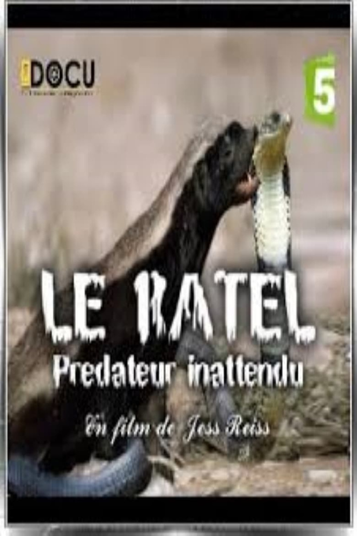 Le ratel prédateur inattendu i gruppen Alla filmer / Documentary hos Mohamad shop (607958)