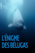 L\'énigme des belugas