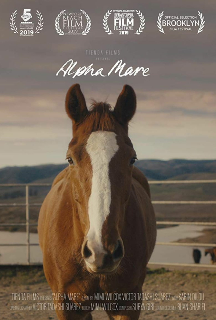 Alpha Mare i gruppen Alla filmer / Documentary hos Mohamad shop (608301)