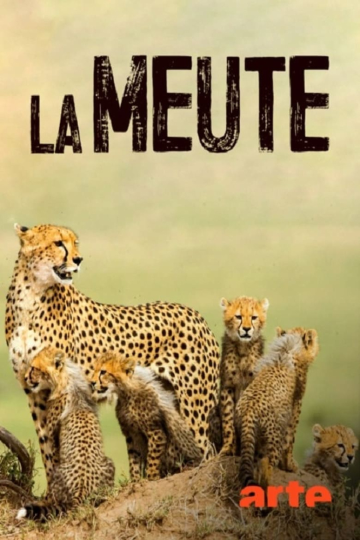 La Meute Cinq guépards dans le Serengeti i gruppen Alla filmer / Documentary hos Mohamad shop (608366)
