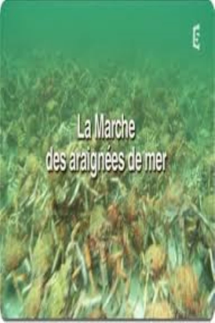 La marche des araignées de mer i gruppen Alla filmer / Documentary hos Mohamad shop (609144)