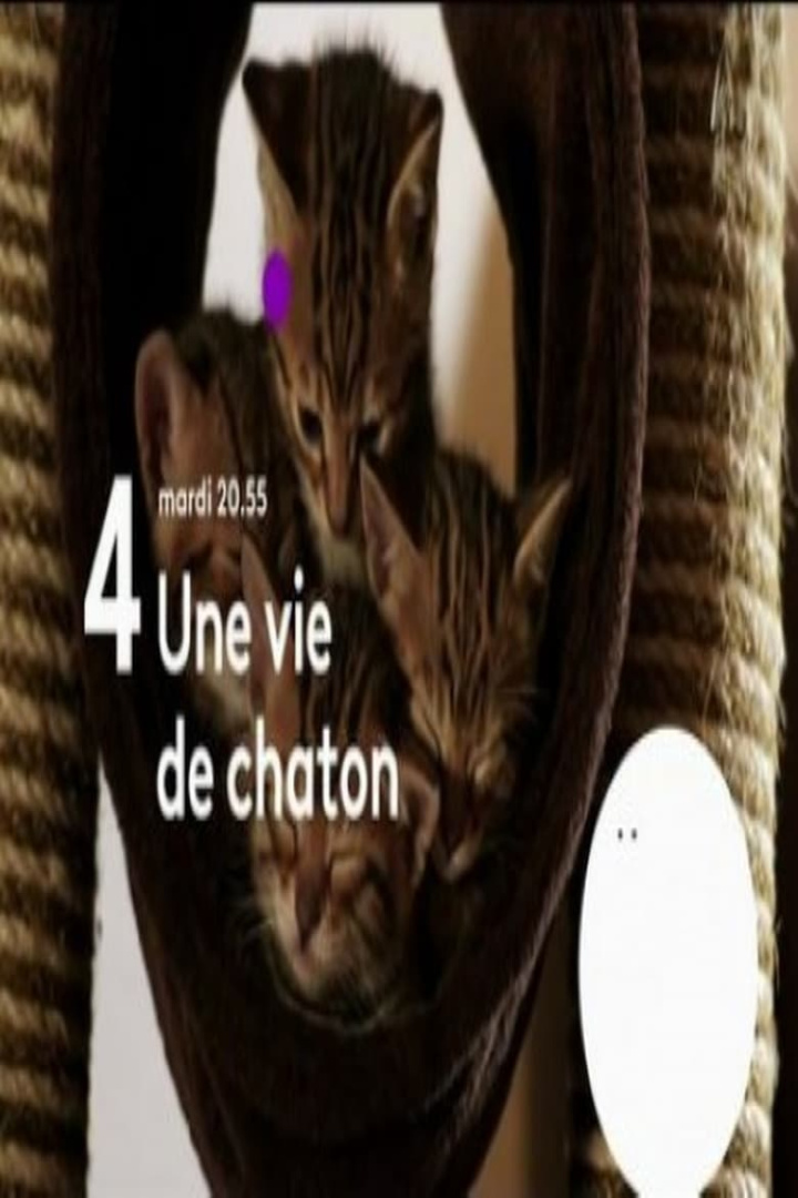 The Secret Life of Kittens i gruppen Alla filmer / Documentary hos Mohamad shop (609171)