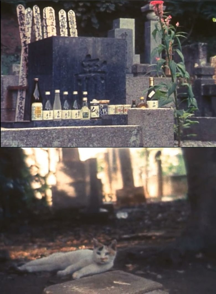 Tokyo, Late Summer i gruppen Alla filmer / Documentary hos Mohamad shop (611982)