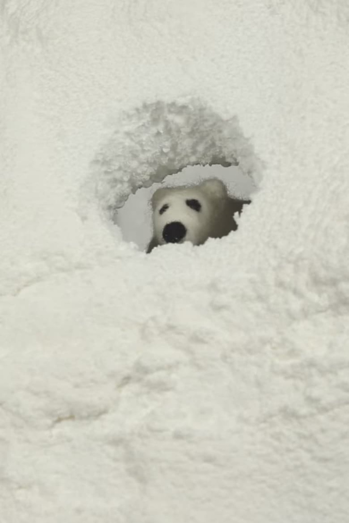 Polar Opposite i gruppen Alla filmer / Animation hos Mohamad shop (612642)