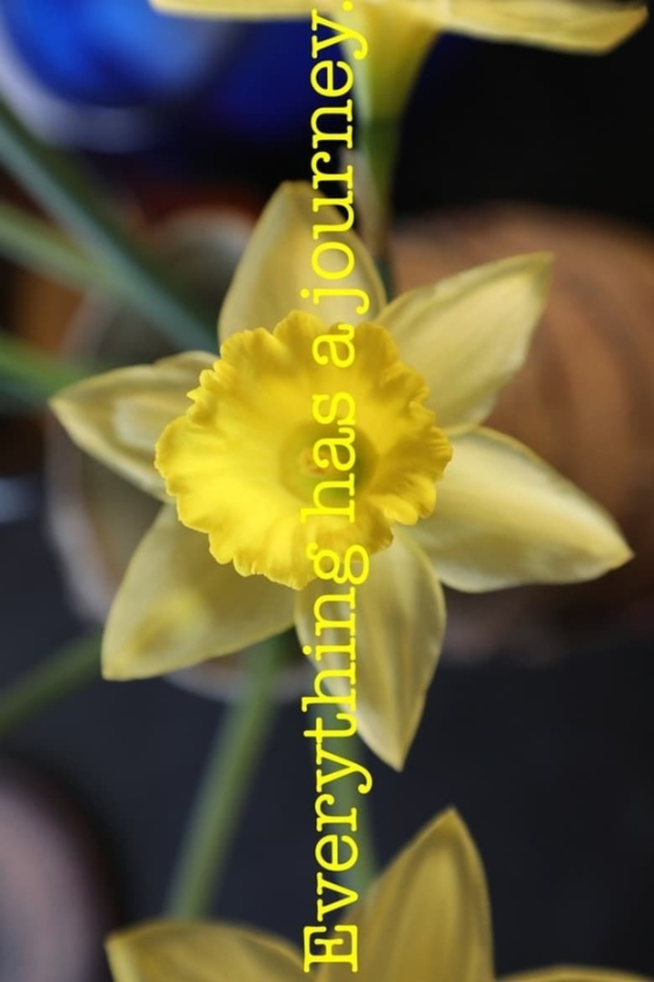 The Path of the Daff i gruppen Alla filmer / Documentary hos Mohamad shop (614468)