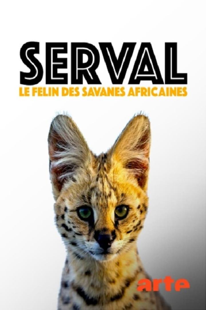 Serval, le félin des savanes africaines i gruppen Alla filmer / Documentary hos Mohamad shop (616268)