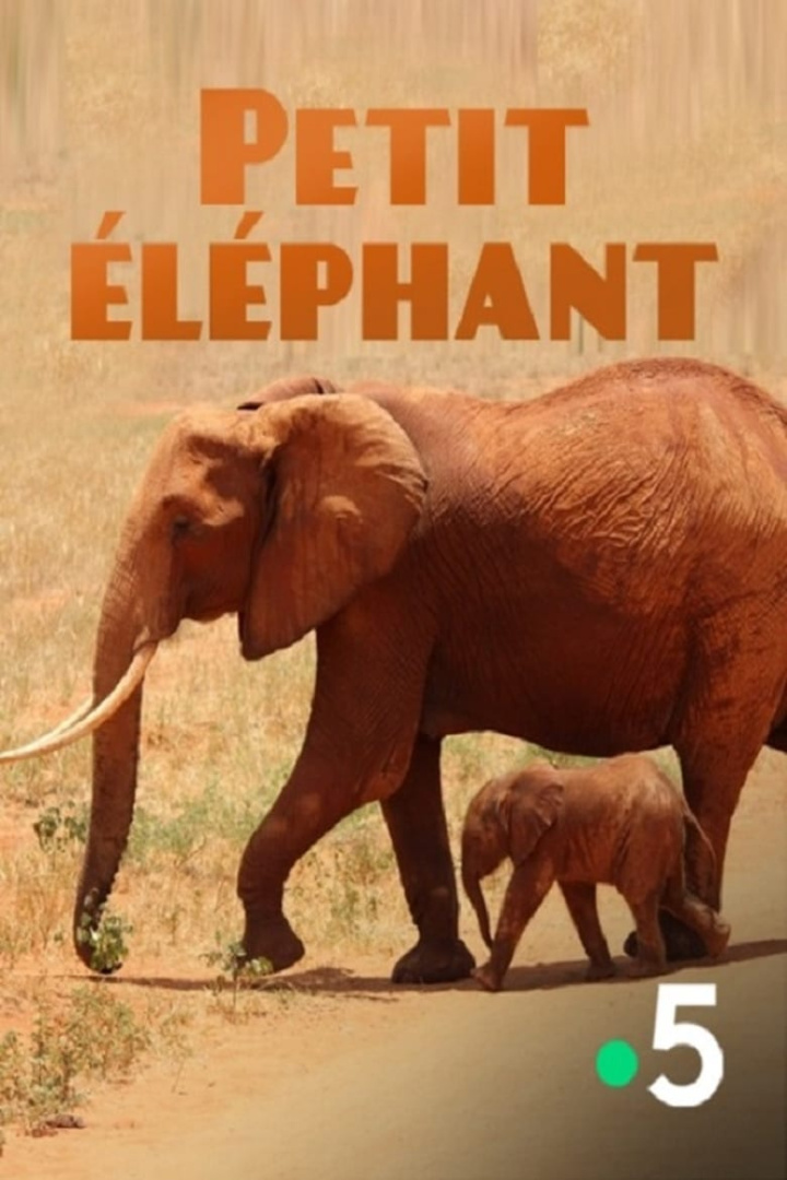 Petit éléphant i gruppen Alla filmer / Documentary hos Mohamad shop (617658)