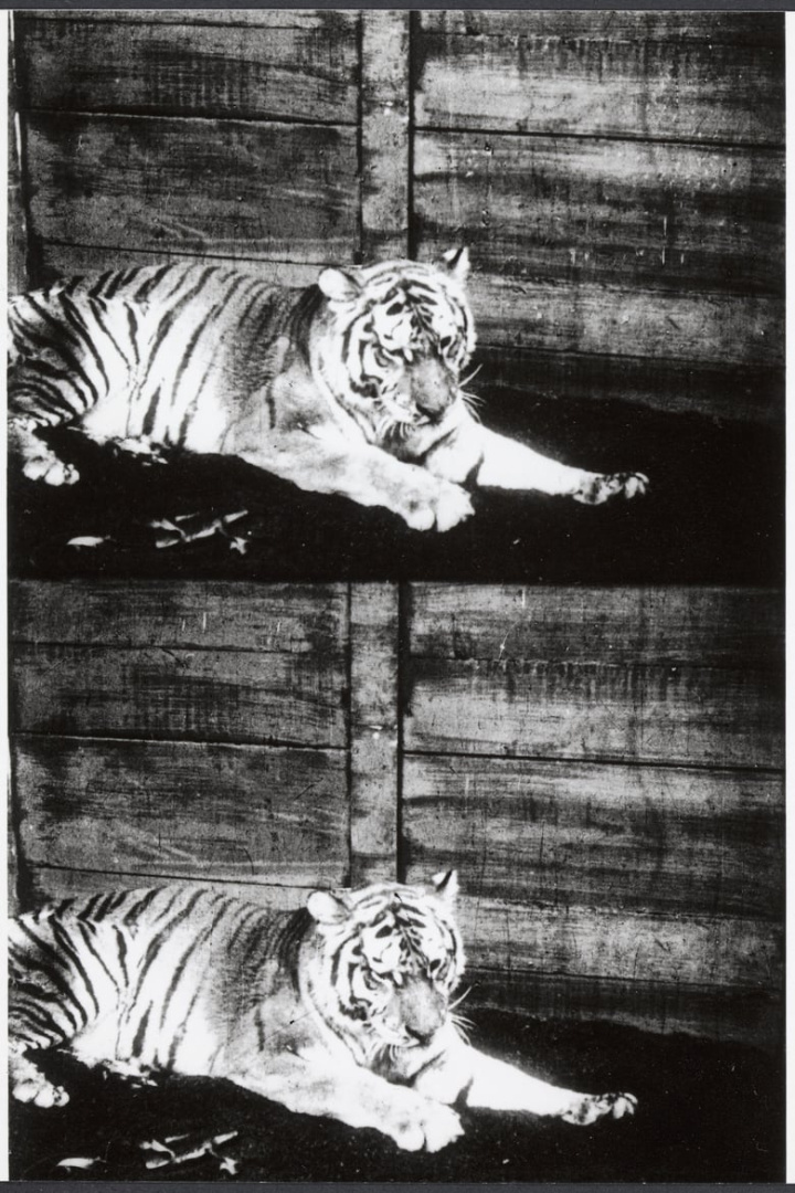 Beasts of the Jungle i gruppen Alla filmer / Drama hos Mohamad shop (625108)