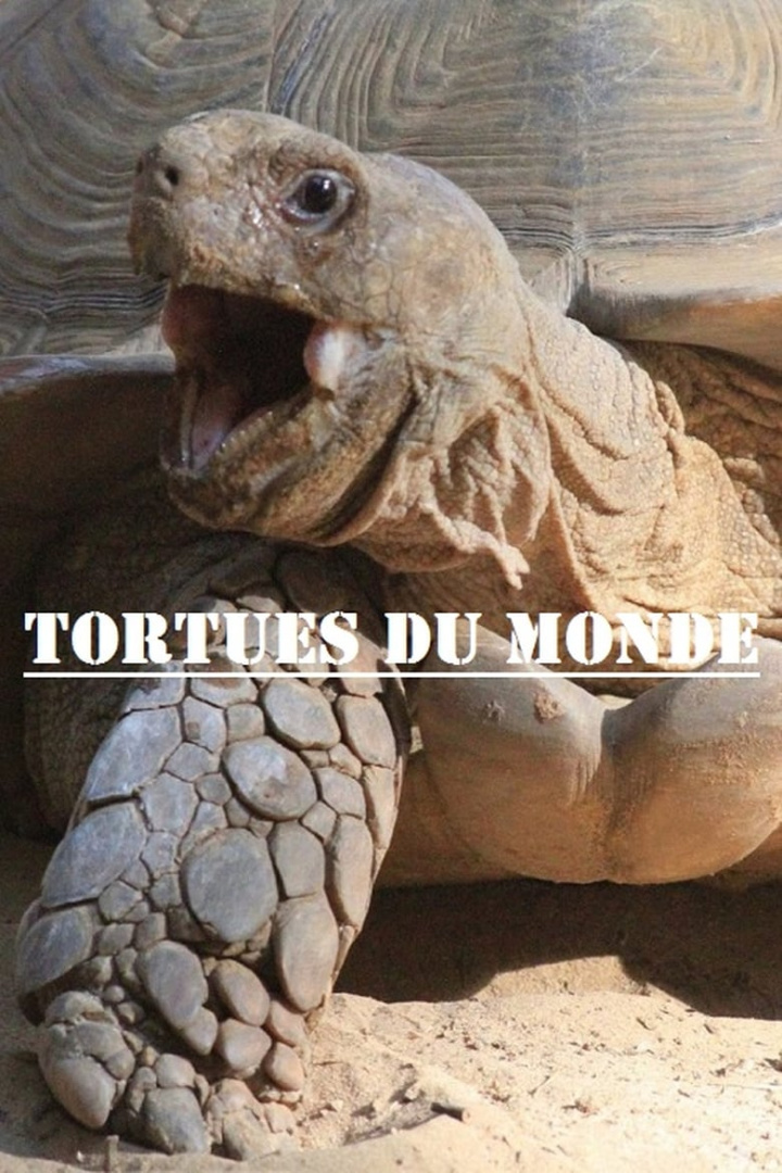 Tortues du monde i gruppen Alla filmer / Documentary hos Mohamad shop (627264)
