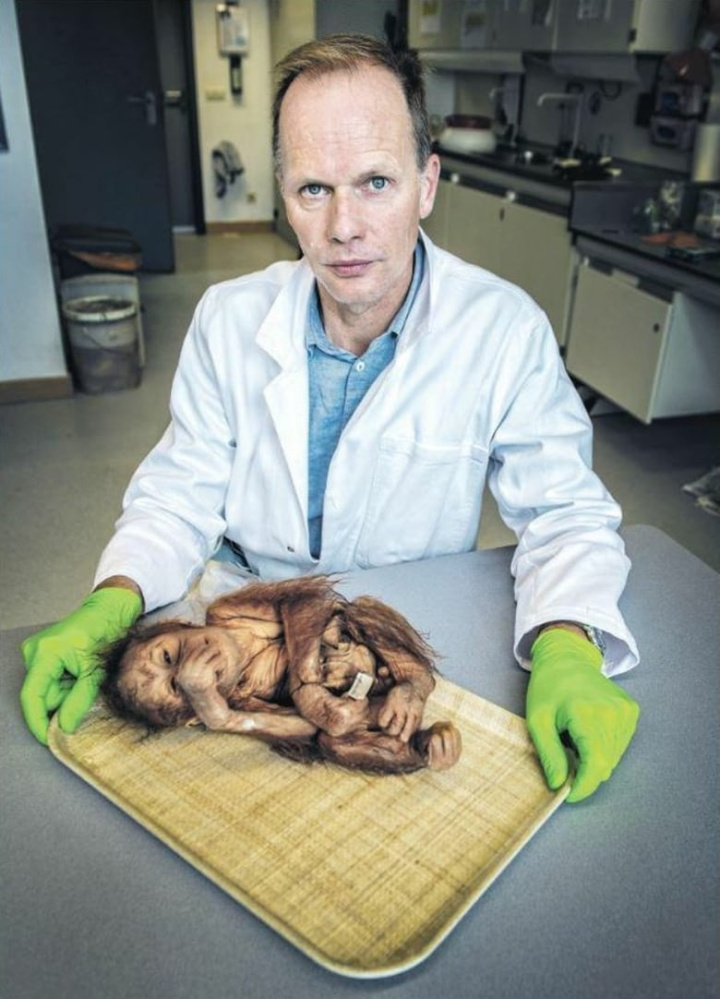 Aapje Aram i gruppen Alla filmer / Documentary hos Mohamad shop (627495)