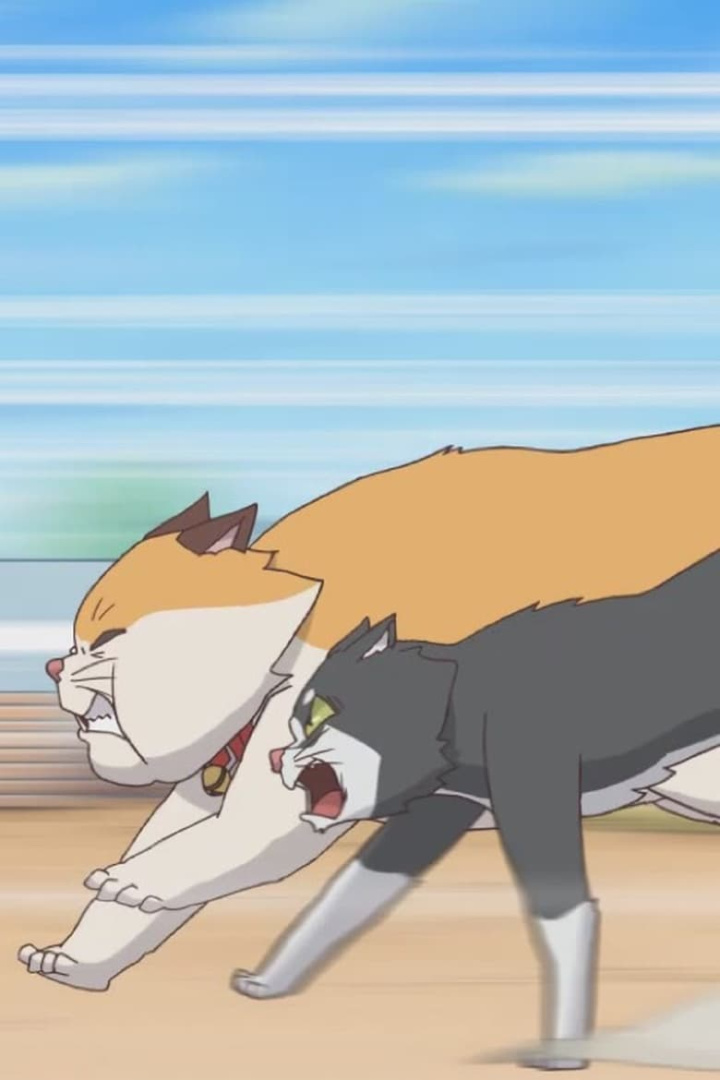 Cats Run i gruppen Alla filmer / Comedy hos Mohamad shop (627906)