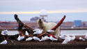 The Great Polar Bear Feast