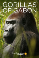 Gorillas of Gabon