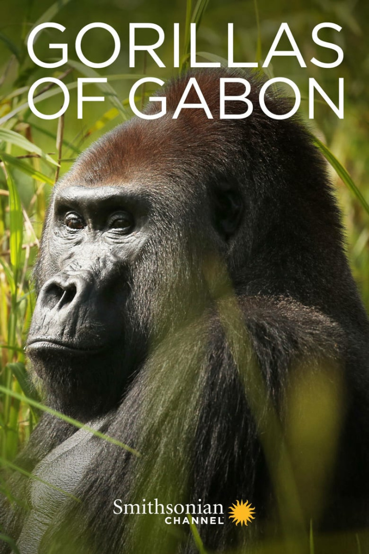 Gorillas of Gabon i gruppen Alla filmer / Documentary hos Mohamad shop (640468)