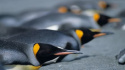 Penguins: The Story of the Bird that wanted to be Fish