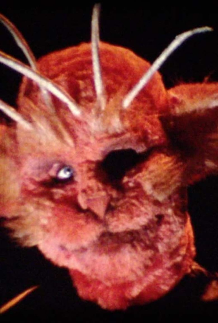 Rescue Party i gruppen Alla filmer / Science Fiction hos Mohamad shop (641497)